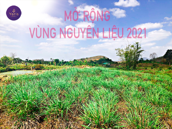YARIS MỞ RỘNG THÊM VÙNG NGUYÊN LIỆU MỚI