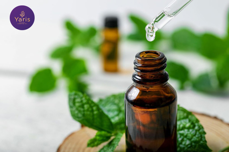 Tất tần tật về công dụng mà Tinh Dầu Bạc Hà mang lại